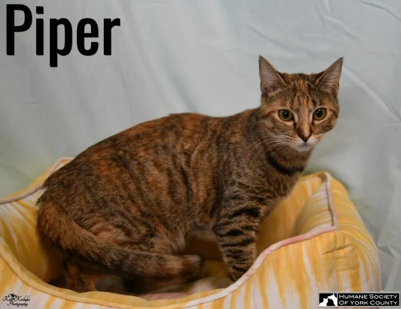An adult medium-sized female Domestic Short Hair cat named Piper for adoption in Fort Mill, SC
