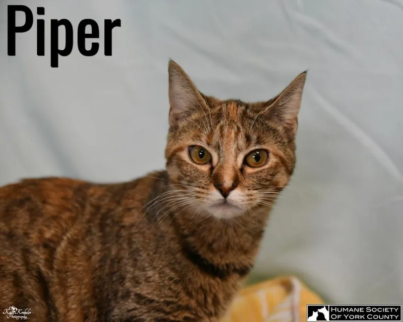 Piper thumbnail 2