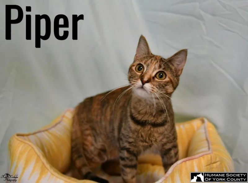 Piper thumbnail 3