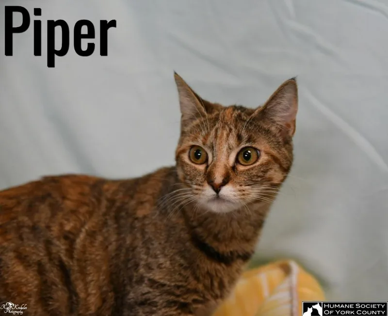 Piper thumbnail 4