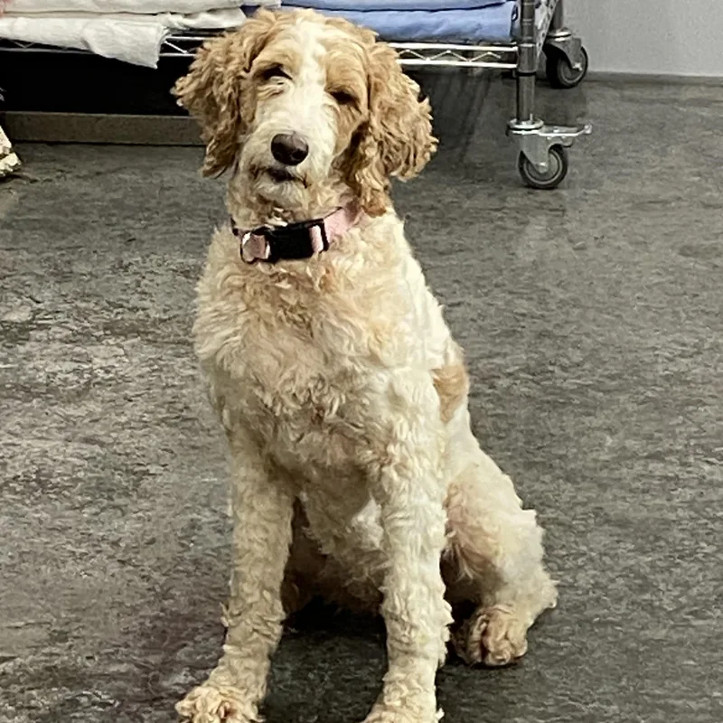 An adult medium-sized female Golden Goldendoodle dog named Posie for adoption in Hartford, KY