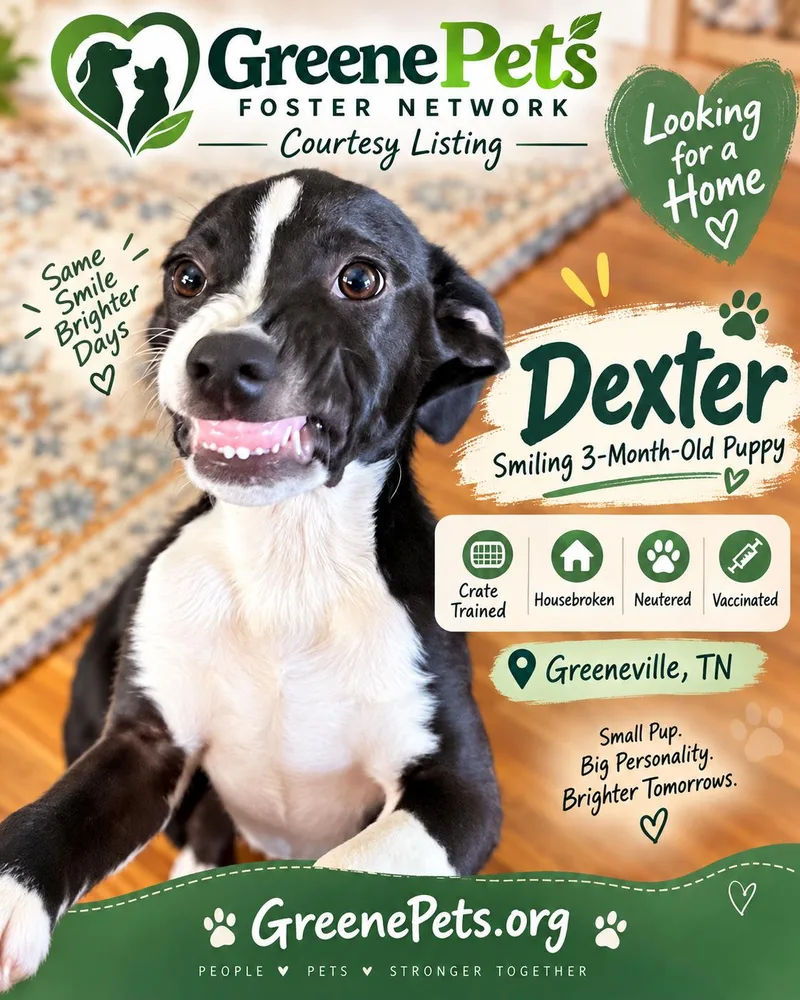 Dexter thumbnail 2