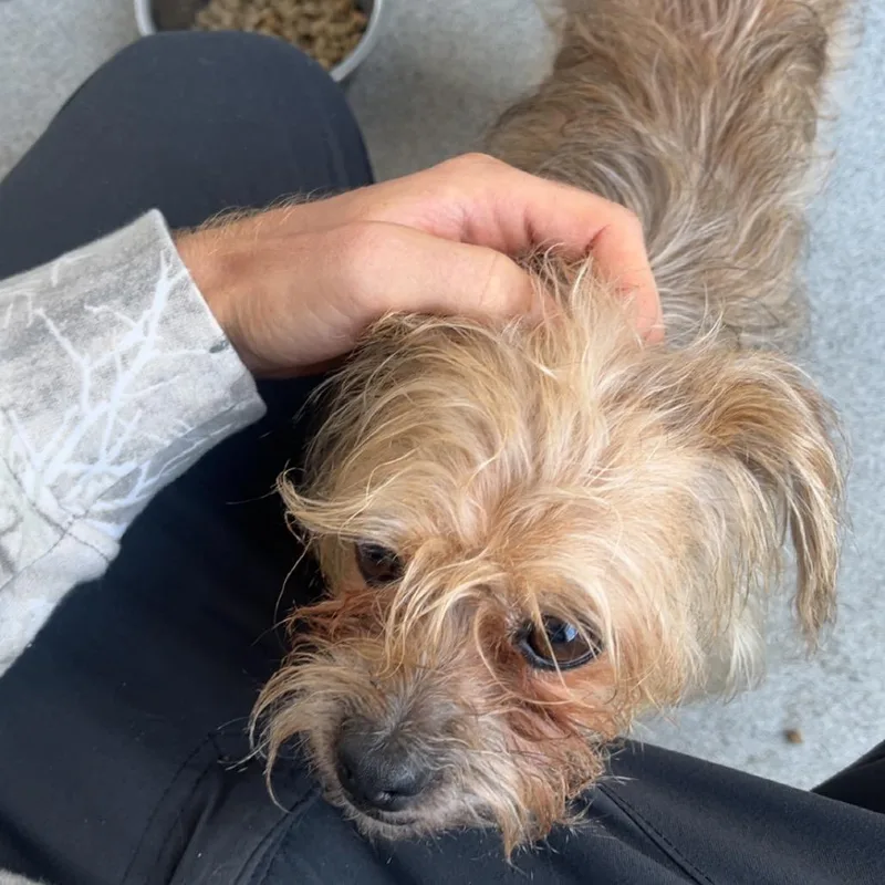 Benji