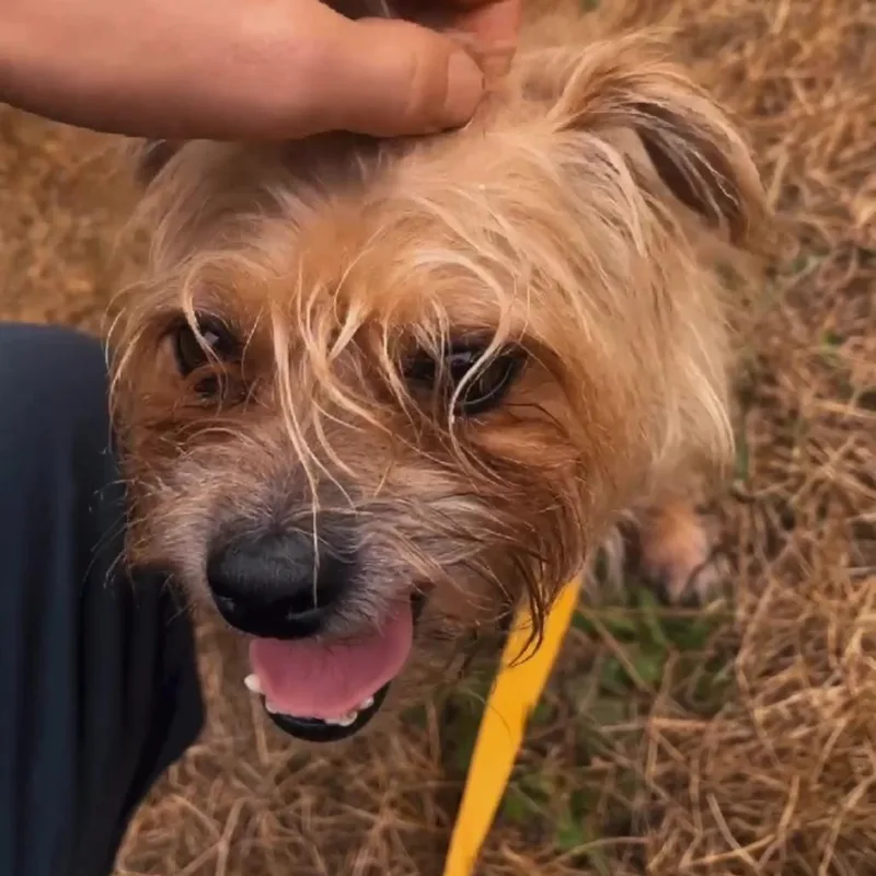 Benji thumbnail 3