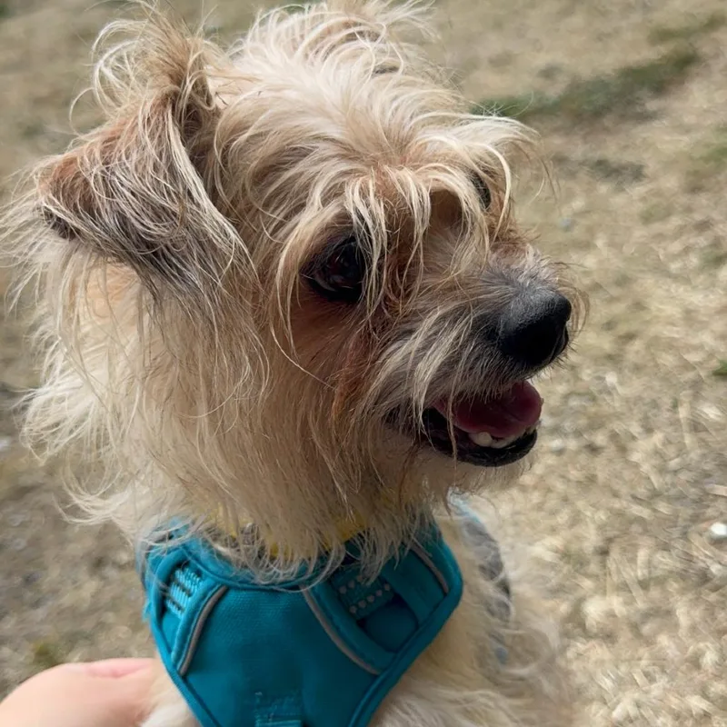 Benji thumbnail 4