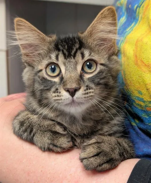 A baby small-sized male Domestic Medium Hair cat named Romeo for adoption in Canfield, OH