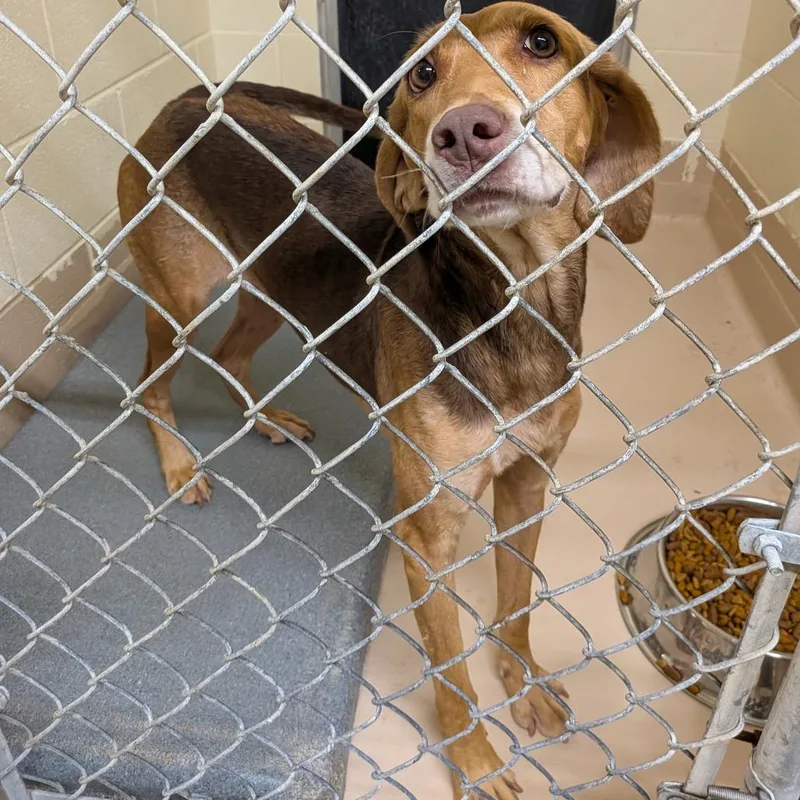 An adult medium-sized female Hound dog named Dixie for adoption in Fairfax, VA