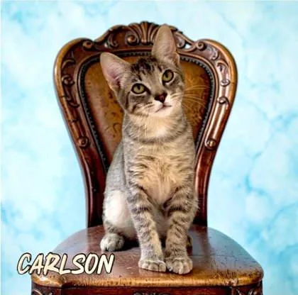 Carlson