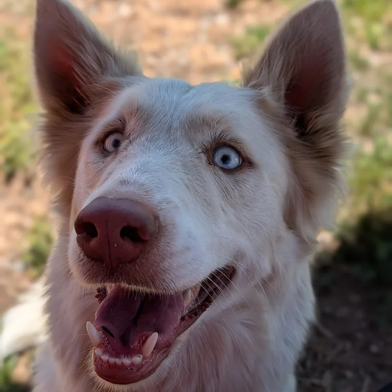 An adult medium-sized female Mixed Breed dog named Salt for adoption in Spokane, WA