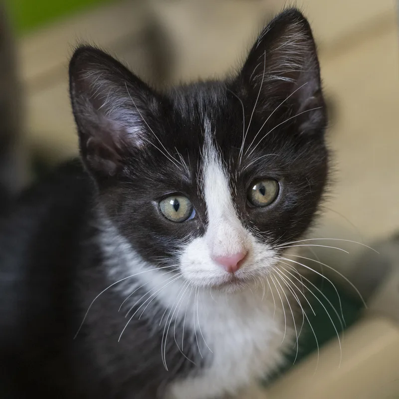 A baby medium-sized male Black & White / Tuxedo Domestic Short Hair cat named Bucee for adoption in Pontiac, MI