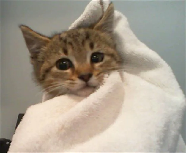 A baby small-sized male Domestic Short Hair cat named Tabasco for adoption in Charlotte, NC