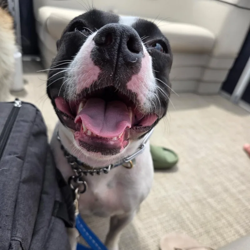 A young medium-sized female Black Pit Bull Terrier dog named Peony for adoption in Lemont, IL