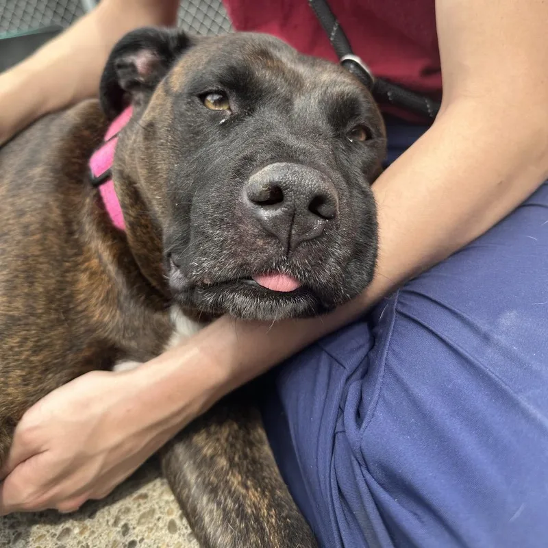 A senior large-sized female Brindle Mixed Breed dog named Sera for adoption in Charleston, WV