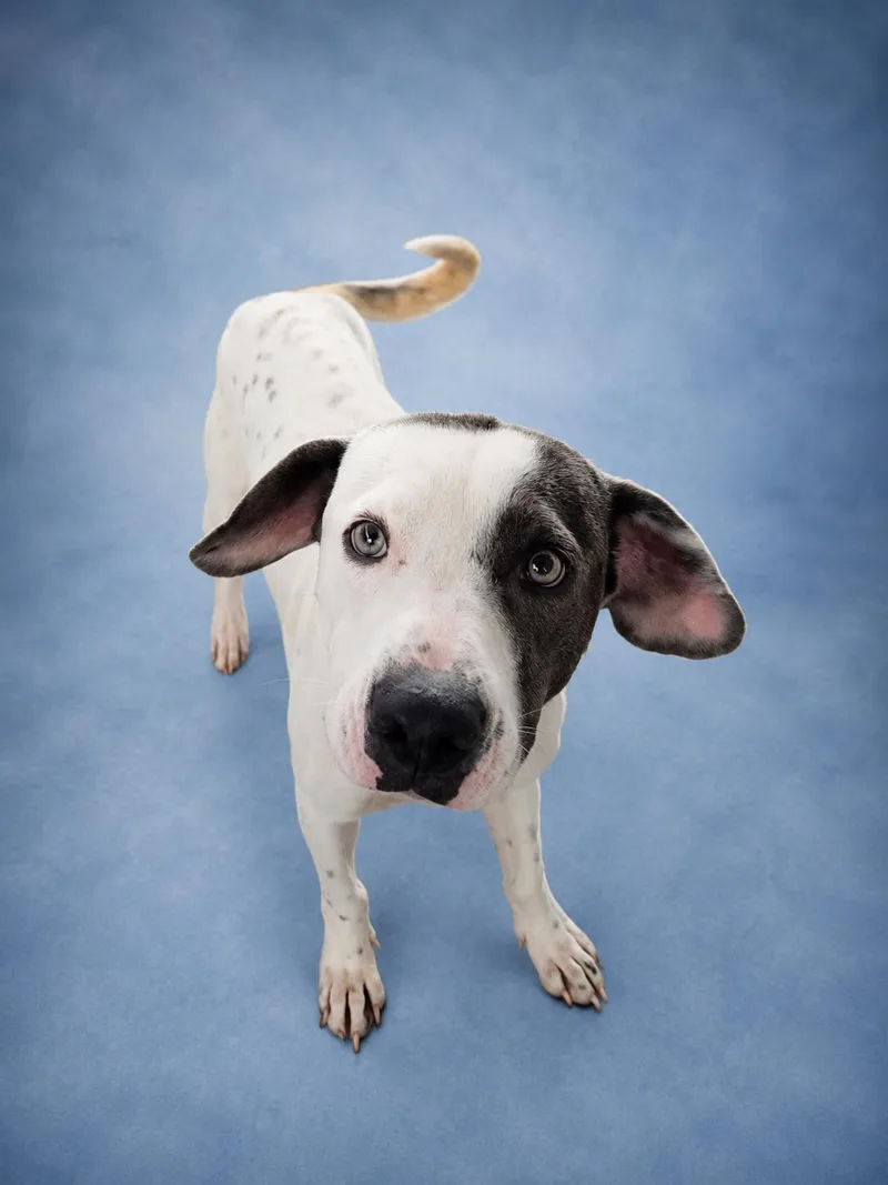 An adult medium-sized male Bicolor Mixed Breed dog named Tray for adoption in New Iberia, LA