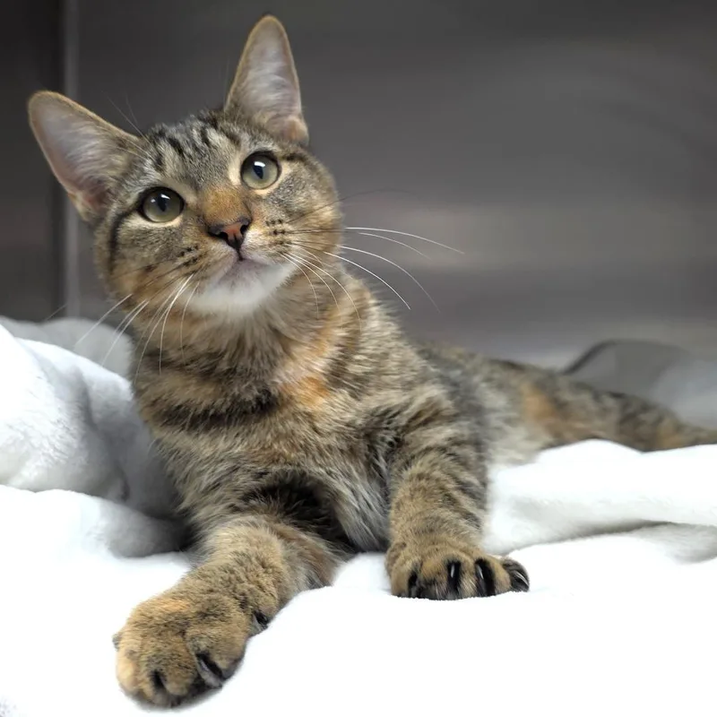A young medium-sized female Brown / Chocolate Domestic Short Hair cat named Ada for adoption in Michigan City, IN