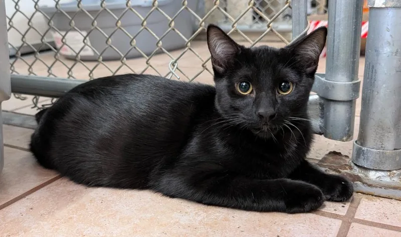 A young medium-sized male Domestic Short Hair cat named Awesome for adoption in Peoria, AZ