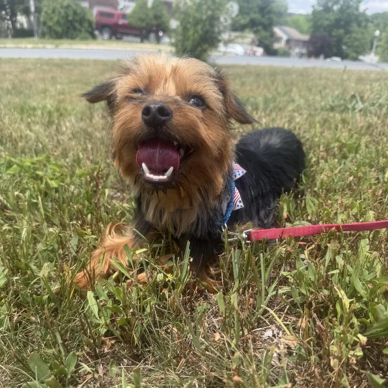 A young small-sized male Black Yorkshire Terrier dog named Kangaroo for adoption in Sinking Spring, PA