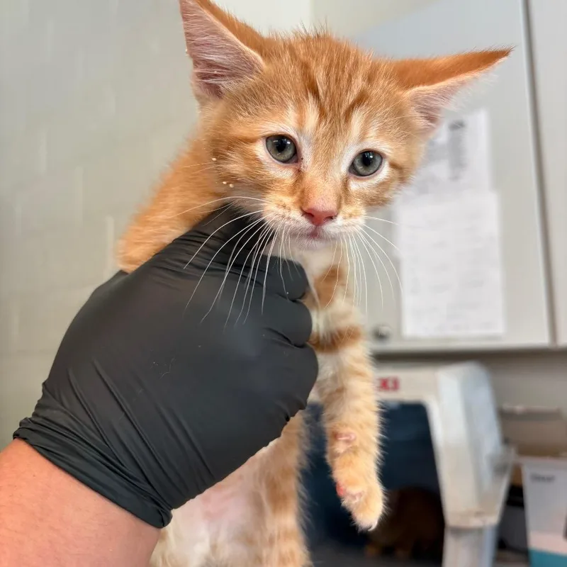 A baby small-sized male Orange / Red Domestic Short Hair cat named Holmes for adoption in Huntington, WV