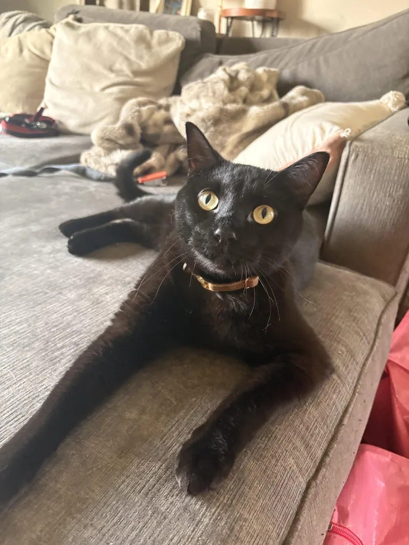 A baby small-sized male Black Domestic Short Hair cat named Onyx for adoption in Brooklyn Center, MN