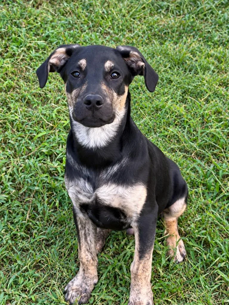 A baby medium-sized male Shepherd dog named Rufus for adoption in eufaula, AL