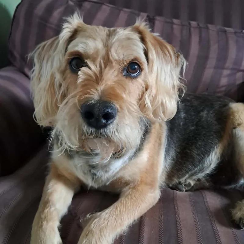 A senior medium-sized male Yellow / Tan / Blond / Fawn Wirehaired Terrier dog named B.b. for adoption in Milford, IA