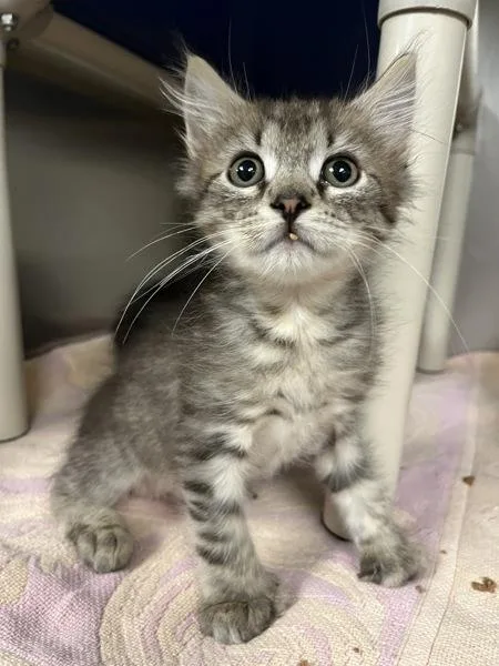 A baby small-sized male Domestic Short Hair cat named Firefly for adoption in Richmond, VA