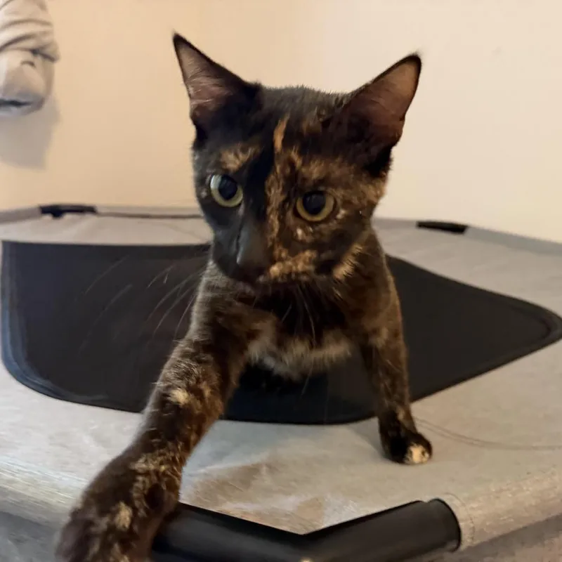 A young medium-sized female Domestic Short Hair cat named Gia for adoption in Cumming, GA
