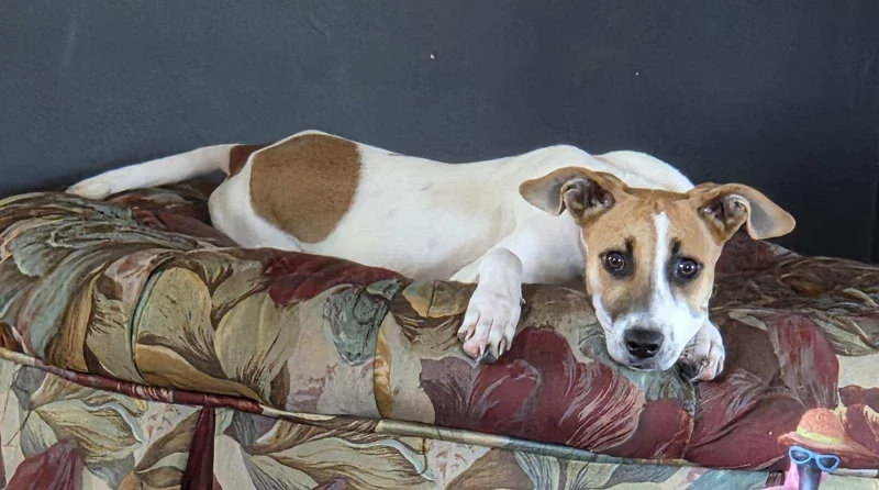 A young medium-sized female White / Cream Terrier dog named Kali for adoption in Corpus Christi, TX
