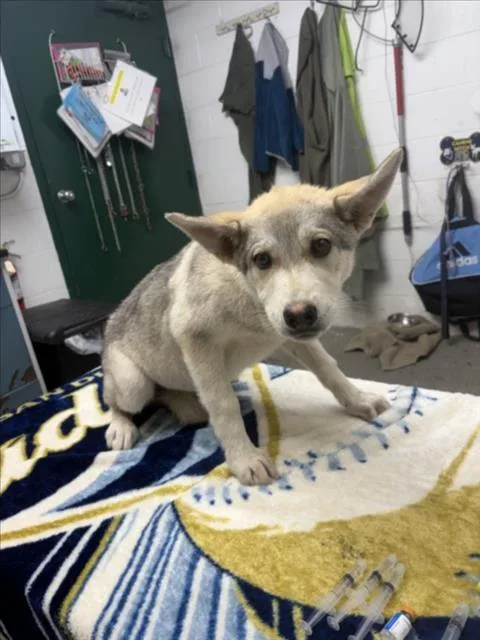 A baby small-sized female Siberian Husky dog named Aurora for adoption in Woodland, CA