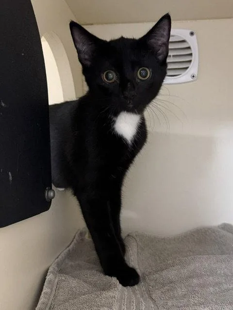 A baby medium-sized female Black & White / Tuxedo Domestic Short Hair cat named Felicia for adoption in Lancaster, PA