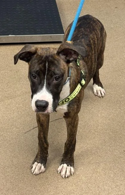 A baby medium-sized male Mixed Breed dog named Las Vegas for adoption in Chamblee, GA