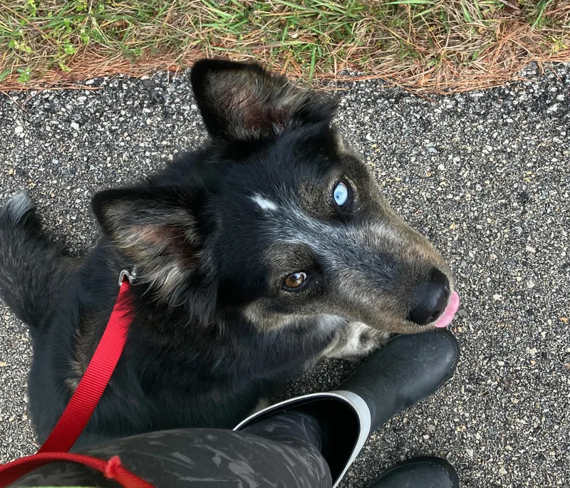 An adult medium-sized female Bicolor Border Collie dog named Bella for adoption in Houston, TX