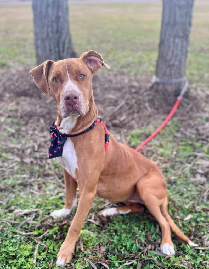 Olive Oil thumbnail 2