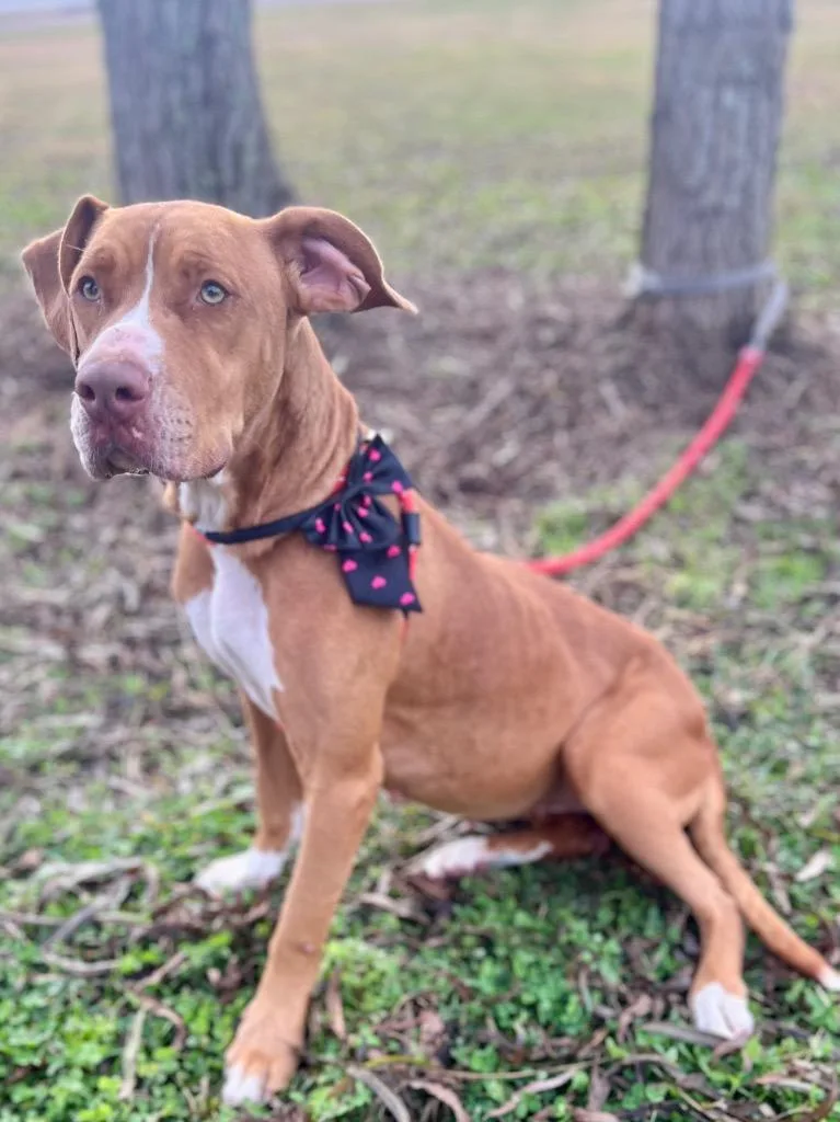 Olive Oil thumbnail 3