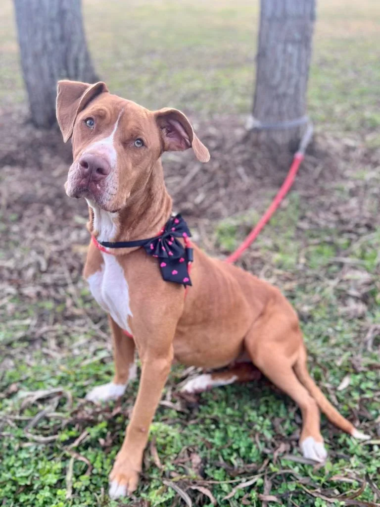 Olive Oil thumbnail 4