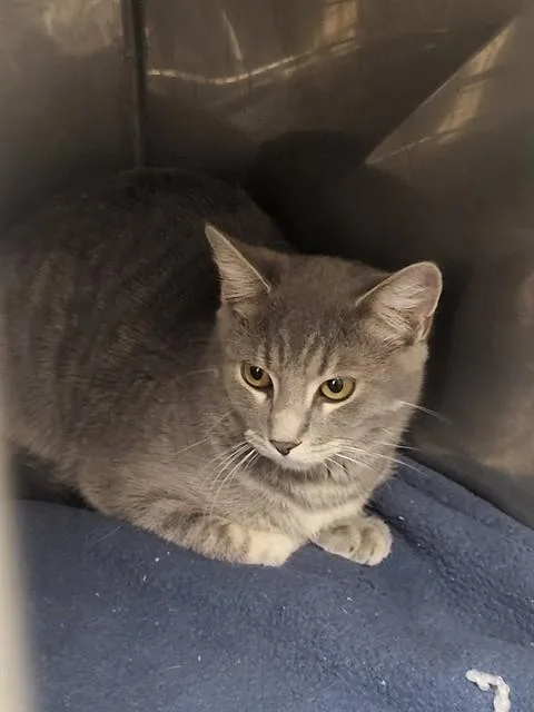 A young small-sized female Domestic Short Hair cat named Sasha for adoption in Albuquerque, NM