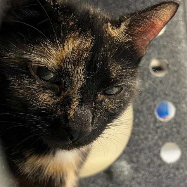 An adult medium-sized female Domestic Short Hair cat named Kya for adoption in Naples, FL