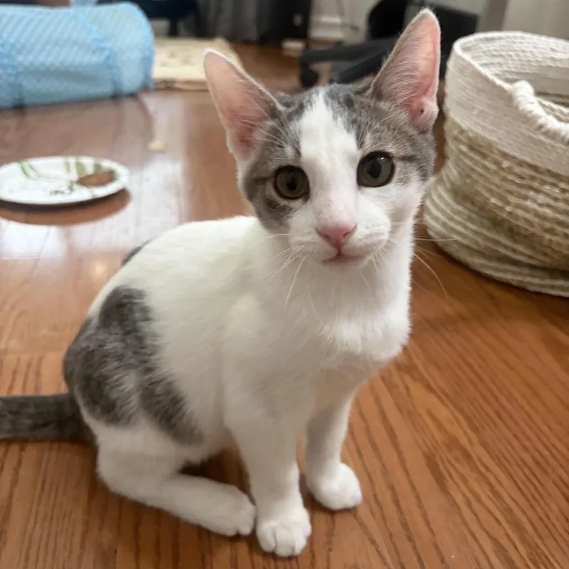 A baby medium-sized male White Domestic Short Hair cat named Domino for adoption in Los Angeles, CA