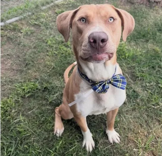 A young medium-sized male Staffordshire Bull Terrier dog named Ellis for adoption in Houston, TX