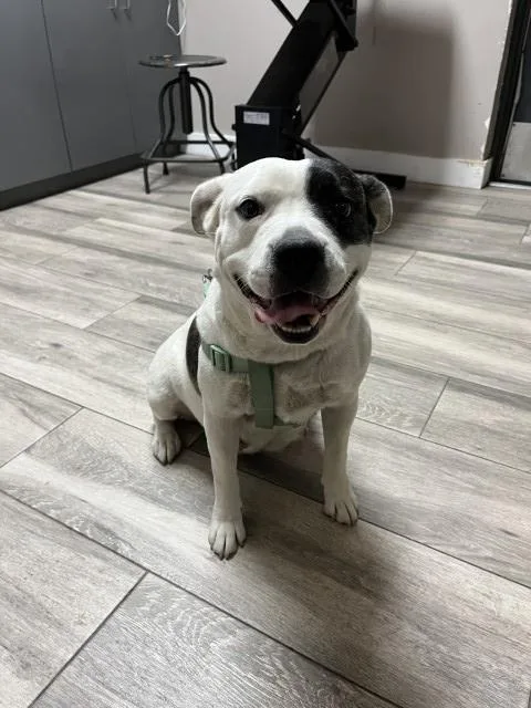 An adult large-sized female Pit Bull Terrier dog named Abigail for adoption in Redlands, CA
