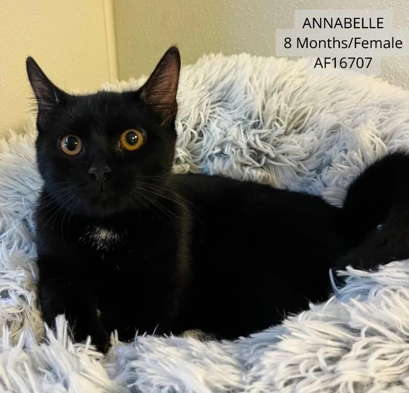 An adult medium-sized female Black Domestic Short Hair cat named Annabella for adoption in Supply, NC