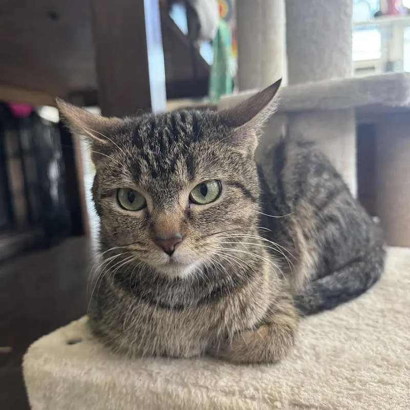 A young medium-sized female Brown / Chocolate Domestic Short Hair cat named Piccolo C for adoption in Minnetonka, MN