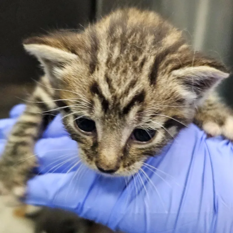A baby small-sized male White Domestic Short Hair cat named Elvis for adoption in Greensboro, NC