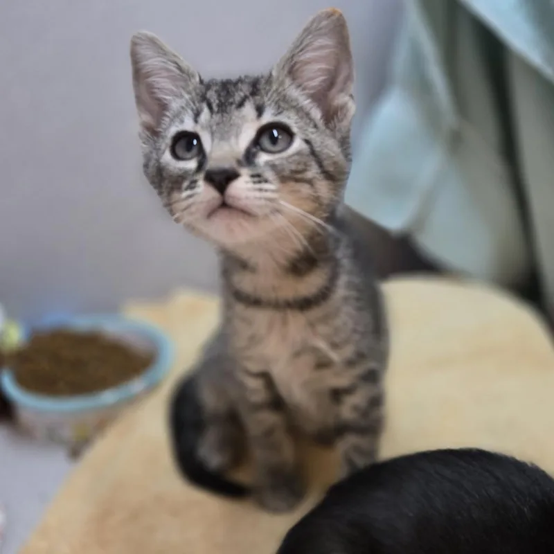 A baby small-sized male Domestic Short Hair cat named Tj for adoption in Pittsburgh, PA