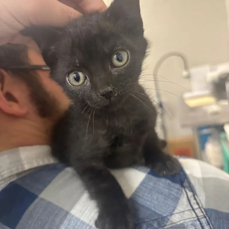 A baby small-sized male Black Domestic Short Hair cat named Jethro for adoption in Clanton, AL