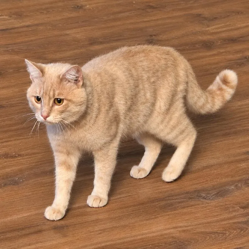 A young small-sized male Buff / Tan / Fawn Domestic Short Hair cat named Blondie for adoption in Grantsville, UT