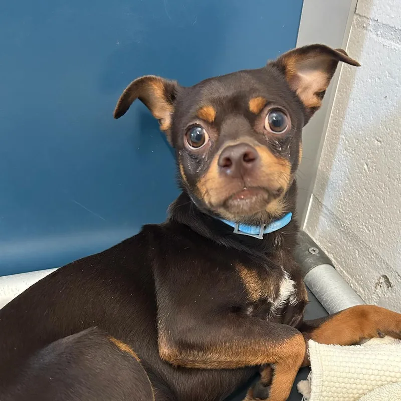 A young small-sized male Brown / Chocolate Chihuahua dog named Chestnut for adoption in San Francisco, CA