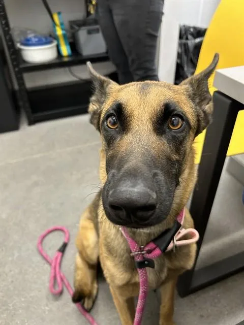 A young medium-sized female Belgian Shepherd / Malinois dog named Clementine for adoption in Mesa, AZ