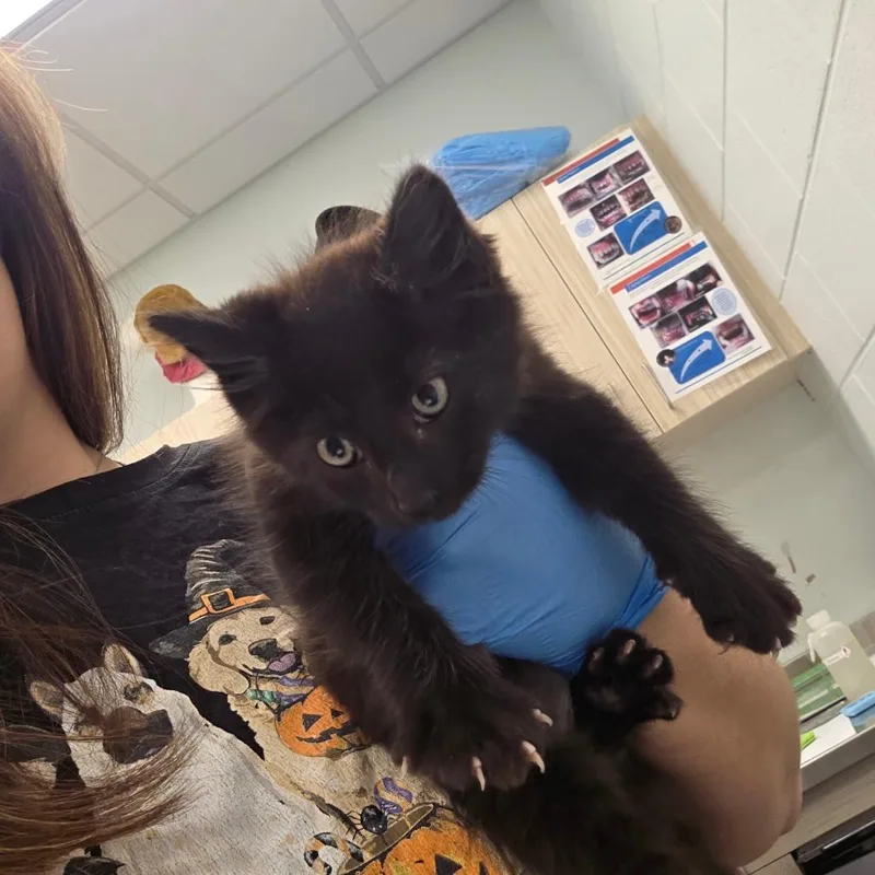 A baby small-sized male Black Domestic Medium Hair cat named Batman for adoption in Chattanooga, TN
