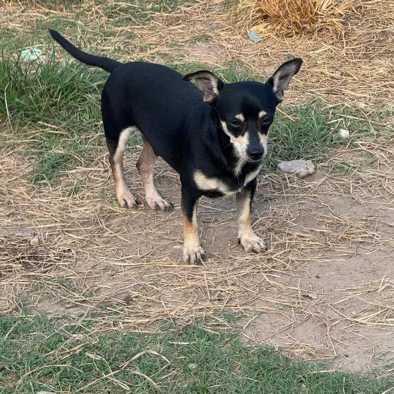 An adult small-sized male Chihuahua dog named Hutch for adoption in Anahuac, TX